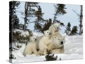 Polar Bear (Ursus Maritimus) Mother with Triplets, Wapusk National Park, Churchill, Manitoba-Thorsten Milse-Stretched Canvas