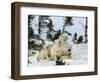 Polar Bear (Ursus Maritimus) Mother with Triplets, Wapusk National Park, Churchill, Manitoba-Thorsten Milse-Framed Photographic Print