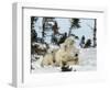 Polar Bear (Ursus Maritimus) Mother with Triplets, Wapusk National Park, Churchill, Manitoba-Thorsten Milse-Framed Photographic Print