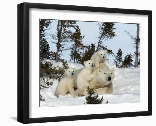 Polar Bear (Ursus Maritimus) Mother with Triplets, Wapusk National Park, Churchill, Manitoba-Thorsten Milse-Framed Photographic Print