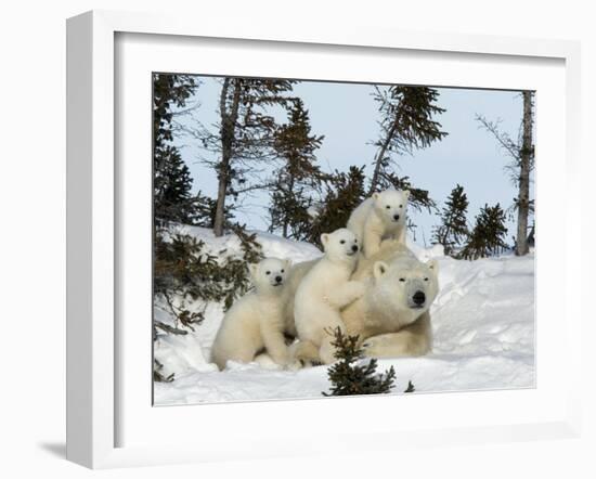 Polar Bear (Ursus Maritimus) Mother with Triplets, Wapusk National Park, Churchill, Manitoba-Thorsten Milse-Framed Photographic Print