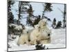 Polar Bear (Ursus Maritimus) Mother with Triplets, Wapusk National Park, Churchill, Manitoba-Thorsten Milse-Mounted Photographic Print