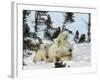 Polar Bear (Ursus Maritimus) Mother with Triplets, Wapusk National Park, Churchill, Manitoba-Thorsten Milse-Framed Photographic Print