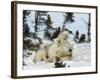 Polar Bear (Ursus Maritimus) Mother with Triplets, Wapusk National Park, Churchill, Manitoba-Thorsten Milse-Framed Photographic Print