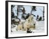 Polar Bear (Ursus Maritimus) Mother with Triplets, Wapusk National Park, Churchill, Manitoba-Thorsten Milse-Framed Photographic Print