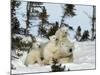 Polar Bear (Ursus Maritimus) Mother with Triplets, Wapusk National Park, Churchill, Manitoba-Thorsten Milse-Mounted Photographic Print