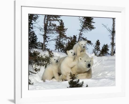 Polar Bear (Ursus Maritimus) Mother with Triplets, Wapusk National Park, Churchill, Manitoba-Thorsten Milse-Framed Photographic Print