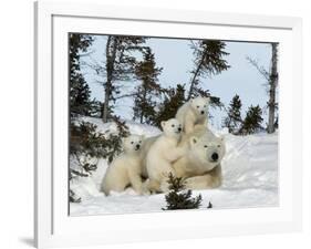 Polar Bear (Ursus Maritimus) Mother with Triplets, Wapusk National Park, Churchill, Manitoba-Thorsten Milse-Framed Photographic Print