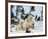 Polar Bear (Ursus Maritimus) Mother with Triplets, Wapusk National Park, Churchill, Manitoba-Thorsten Milse-Framed Photographic Print