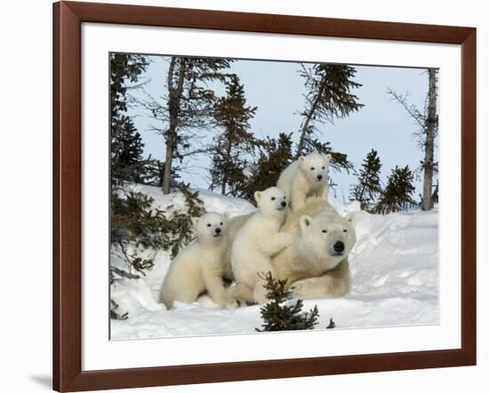 Polar Bear (Ursus Maritimus) Mother with Triplets, Wapusk National Park, Churchill, Manitoba-Thorsten Milse-Framed Photographic Print