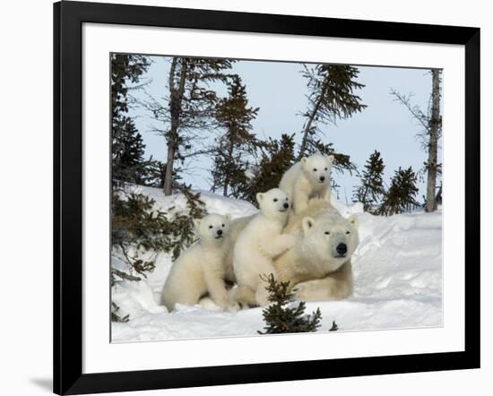 Polar Bear (Ursus Maritimus) Mother with Triplets, Wapusk National Park, Churchill, Manitoba-Thorsten Milse-Framed Photographic Print