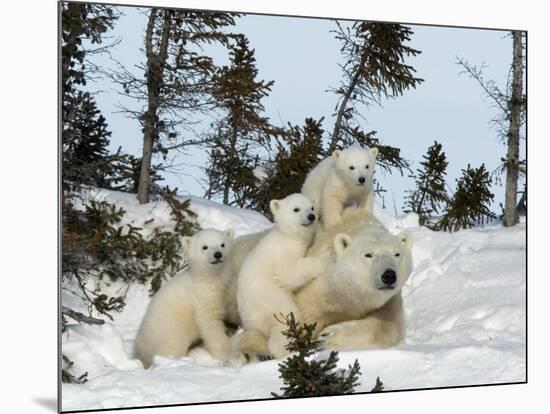 Polar Bear (Ursus Maritimus) Mother with Triplets, Wapusk National Park, Churchill, Manitoba-Thorsten Milse-Mounted Photographic Print