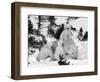 Polar Bear (Ursus Maritimus) Mother with Triplets, Wapusk National Park, Churchill, Manitoba-Thorsten Milse-Framed Photographic Print