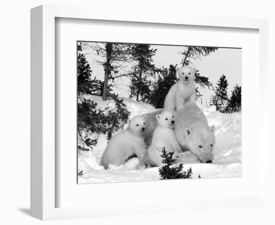 Polar Bear (Ursus Maritimus) Mother with Triplets, Wapusk National Park, Churchill, Manitoba-Thorsten Milse-Framed Photographic Print