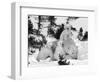 Polar Bear (Ursus Maritimus) Mother with Triplets, Wapusk National Park, Churchill, Manitoba-Thorsten Milse-Framed Photographic Print