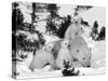 Polar Bear (Ursus Maritimus) Mother with Triplets, Wapusk National Park, Churchill, Manitoba-Thorsten Milse-Stretched Canvas