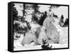 Polar Bear (Ursus Maritimus) Mother with Triplets, Wapusk National Park, Churchill, Manitoba-Thorsten Milse-Framed Stretched Canvas