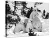 Polar Bear (Ursus Maritimus) Mother with Triplets, Wapusk National Park, Churchill, Manitoba-Thorsten Milse-Stretched Canvas