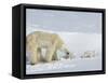 Polar Bear (Ursus Maritimus) Mother with Twin Cubs, Wapusk National Park, Churchill, Manitoba-Thorsten Milse-Framed Stretched Canvas