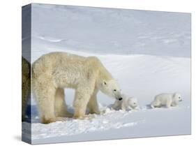 Polar Bear (Ursus Maritimus) Mother with Twin Cubs, Wapusk National Park, Churchill, Manitoba-Thorsten Milse-Stretched Canvas