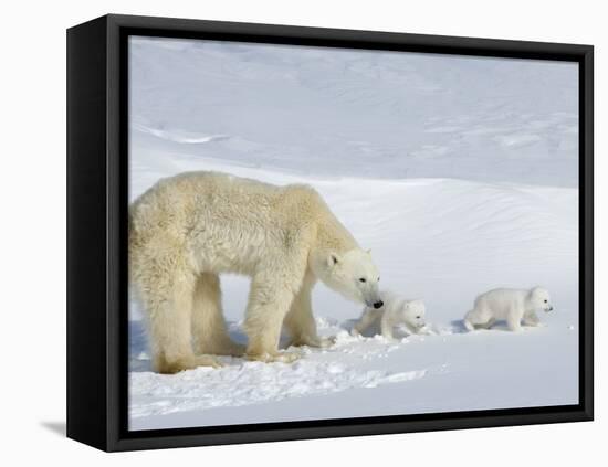 Polar Bear (Ursus Maritimus) Mother with Twin Cubs, Wapusk National Park, Churchill, Manitoba-Thorsten Milse-Framed Stretched Canvas