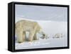 Polar Bear (Ursus Maritimus) Mother with Twin Cubs, Wapusk National Park, Churchill, Manitoba-Thorsten Milse-Framed Stretched Canvas