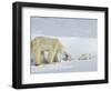 Polar Bear (Ursus Maritimus) Mother with Twin Cubs, Wapusk National Park, Churchill, Manitoba-Thorsten Milse-Framed Photographic Print