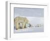 Polar Bear (Ursus Maritimus) Mother with Twin Cubs, Wapusk National Park, Churchill, Manitoba-Thorsten Milse-Framed Photographic Print