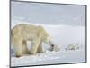 Polar Bear (Ursus Maritimus) Mother with Twin Cubs, Wapusk National Park, Churchill, Manitoba-Thorsten Milse-Mounted Photographic Print