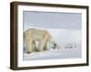 Polar Bear (Ursus Maritimus) Mother with Twin Cubs, Wapusk National Park, Churchill, Manitoba-Thorsten Milse-Framed Photographic Print