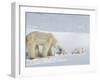 Polar Bear (Ursus Maritimus) Mother with Twin Cubs, Wapusk National Park, Churchill, Manitoba-Thorsten Milse-Framed Photographic Print