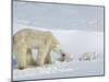 Polar Bear (Ursus Maritimus) Mother with Twin Cubs, Wapusk National Park, Churchill, Manitoba-Thorsten Milse-Mounted Photographic Print