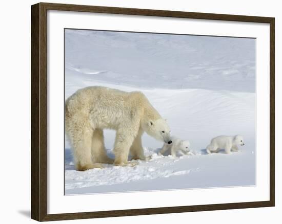 Polar Bear (Ursus Maritimus) Mother with Twin Cubs, Wapusk National Park, Churchill, Manitoba-Thorsten Milse-Framed Photographic Print