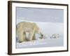 Polar Bear (Ursus Maritimus) Mother with Twin Cubs, Wapusk National Park, Churchill, Manitoba-Thorsten Milse-Framed Photographic Print