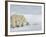 Polar Bear (Ursus Maritimus) Mother with Twin Cubs, Wapusk National Park, Churchill, Manitoba-Thorsten Milse-Framed Photographic Print