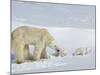 Polar Bear (Ursus Maritimus) Mother with Twin Cubs, Wapusk National Park, Churchill, Manitoba-Thorsten Milse-Mounted Photographic Print