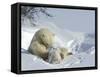 Polar Bear (Ursus Maritimus) Mother with Twin Cubs, Wapusk National Park, Churchill, Manitoba-Thorsten Milse-Framed Stretched Canvas