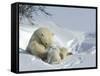 Polar Bear (Ursus Maritimus) Mother with Twin Cubs, Wapusk National Park, Churchill, Manitoba-Thorsten Milse-Framed Stretched Canvas