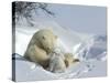 Polar Bear (Ursus Maritimus) Mother with Twin Cubs, Wapusk National Park, Churchill, Manitoba-Thorsten Milse-Stretched Canvas