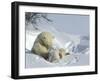 Polar Bear (Ursus Maritimus) Mother with Twin Cubs, Wapusk National Park, Churchill, Manitoba-Thorsten Milse-Framed Photographic Print