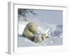 Polar Bear (Ursus Maritimus) Mother with Twin Cubs, Wapusk National Park, Churchill, Manitoba-Thorsten Milse-Framed Photographic Print