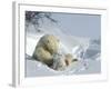 Polar Bear (Ursus Maritimus) Mother with Twin Cubs, Wapusk National Park, Churchill, Manitoba-Thorsten Milse-Framed Photographic Print