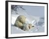 Polar Bear (Ursus Maritimus) Mother with Twin Cubs, Wapusk National Park, Churchill, Manitoba-Thorsten Milse-Framed Photographic Print