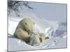 Polar Bear (Ursus Maritimus) Mother with Twin Cubs, Wapusk National Park, Churchill, Manitoba-Thorsten Milse-Mounted Photographic Print