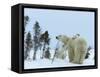 Polar Bear (Ursus Maritimus) Mother with Twin Cubs, Wapusk National Park, Churchill, Manitoba-Thorsten Milse-Framed Stretched Canvas