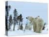 Polar Bear (Ursus Maritimus) Mother with Twin Cubs, Wapusk National Park, Churchill, Manitoba-Thorsten Milse-Stretched Canvas