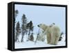 Polar Bear (Ursus Maritimus) Mother with Twin Cubs, Wapusk National Park, Churchill, Manitoba-Thorsten Milse-Framed Stretched Canvas