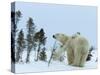 Polar Bear (Ursus Maritimus) Mother with Twin Cubs, Wapusk National Park, Churchill, Manitoba-Thorsten Milse-Stretched Canvas