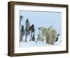 Polar Bear (Ursus Maritimus) Mother with Twin Cubs, Wapusk National Park, Churchill, Manitoba-Thorsten Milse-Framed Photographic Print