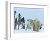 Polar Bear (Ursus Maritimus) Mother with Twin Cubs, Wapusk National Park, Churchill, Manitoba-Thorsten Milse-Framed Photographic Print